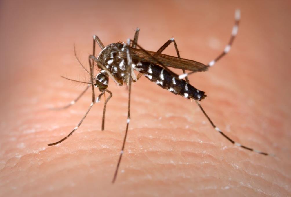 יתוש הטיגריס האסייני בישראל – סיכונים בריאותיים, ניטור והסברה