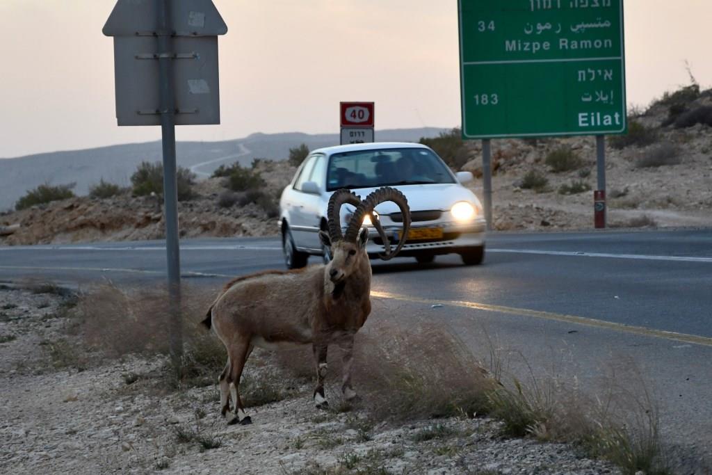אין מפלט – השפעות זיהום רעש מכבישים על התנהגות בעלי חיים מחלחלות ללב השטחים הפתוחים והשמורים בישראל