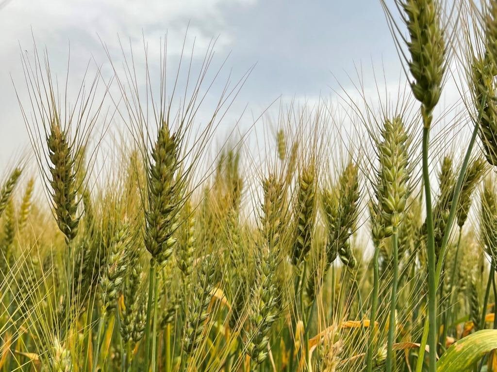בצורות חקלאיות בישראל בעתיד של אקלים משתנה 